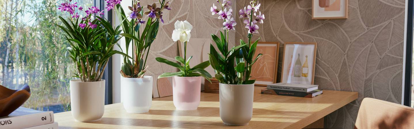 vibes fold orchid high 12,5cm transparent